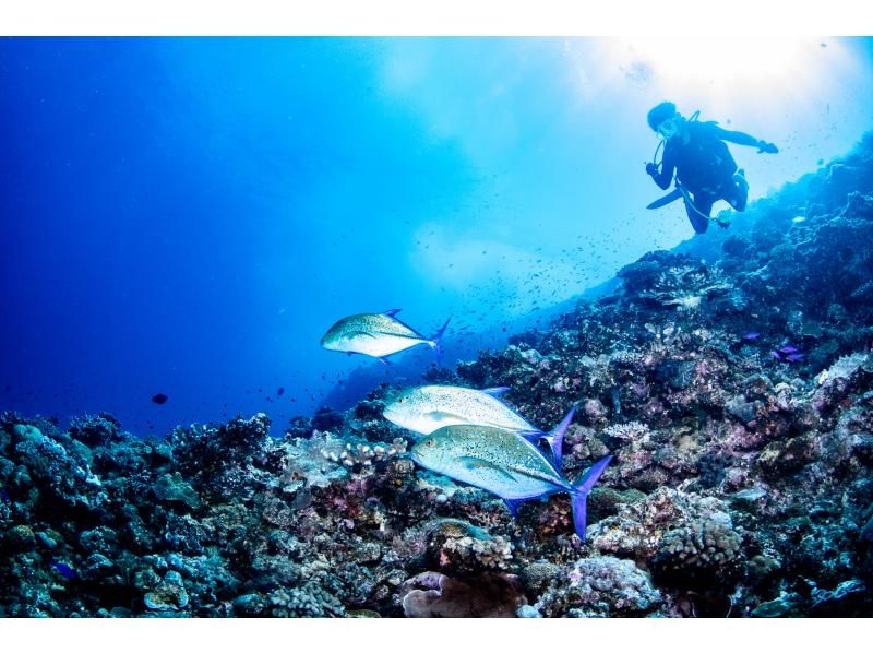★ Beginner & Blank Diver Support Plan! ! ★ Kerama Boat Fan 2 Dive [From the main island, equipment free, all day]の紹介画像
