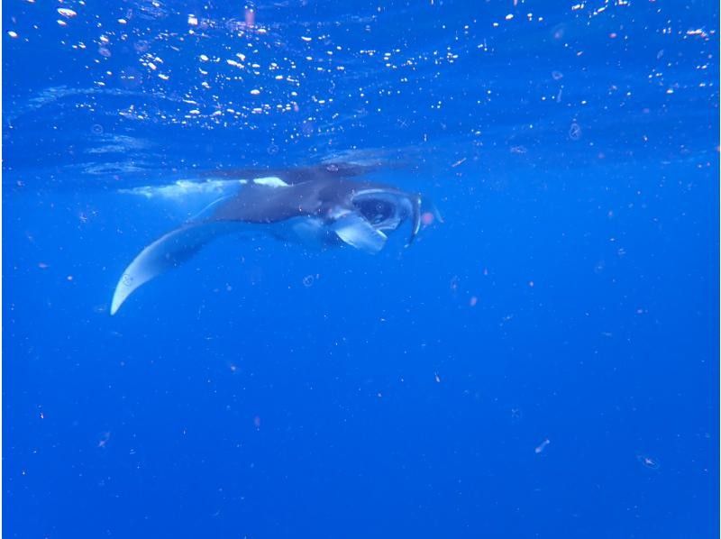 【沖縄・宮古島】ボートファンダイビング（１Dive）の紹介画像