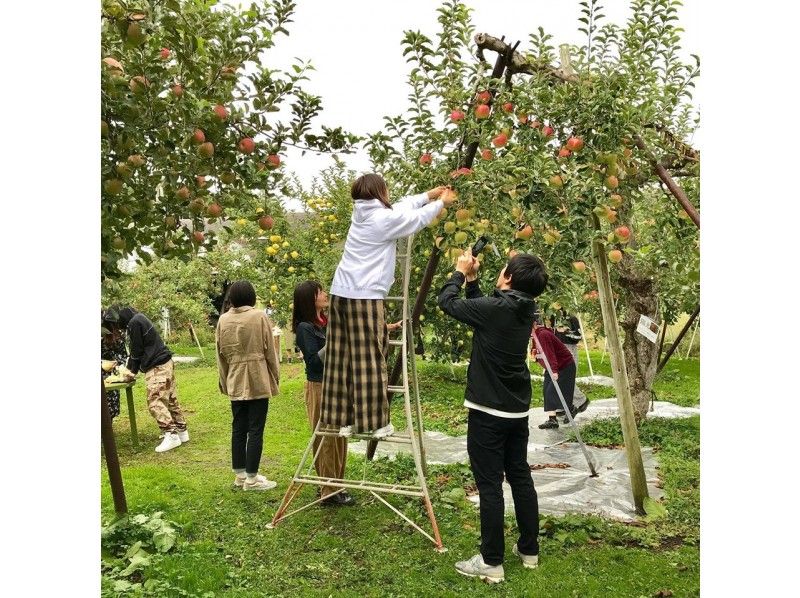 【長野・飯山】信州いいやま　英語ガイドが教えるりんご狩り体験の紹介画像