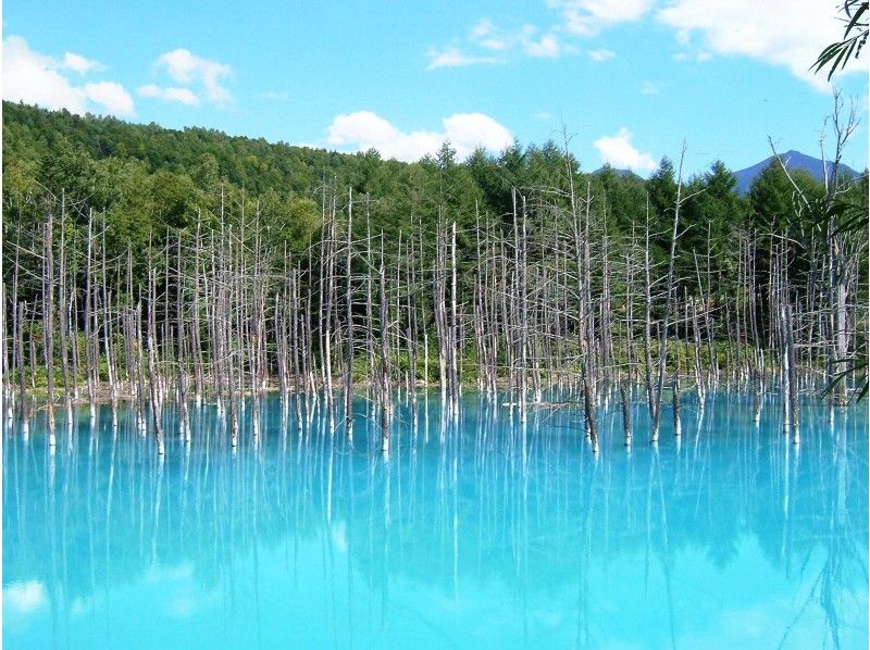 [北海道·美瑛·富良野]可以安排！可以自由设定日程的美瑛·富良野观光札幌从/到）の紹介画像