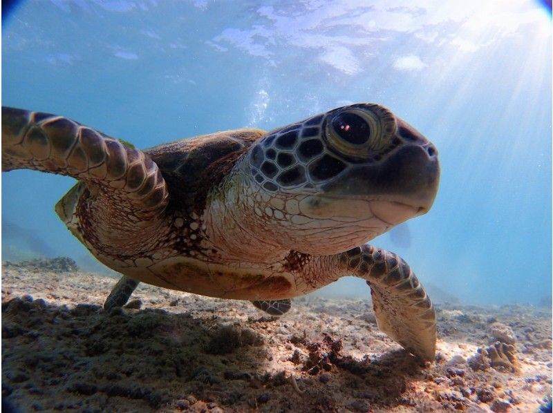 [Okinawa ・ Miyakojima] 6 years old ~ Participation is OK! adult ♪ Superb view Parasailing& Sea turtle snorkelの紹介画像