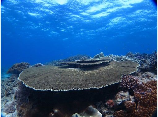 沖縄 宮古島 綺麗なサンゴと熱帯魚 体験ダイビングツアー アクティビティジャパン