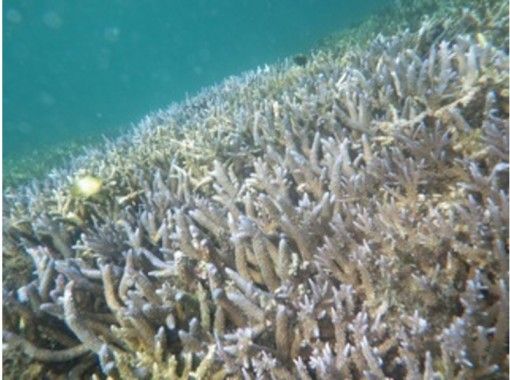 沖縄 宮古島 綺麗なサンゴと熱帯魚 体験ダイビングツアー アクティビティジャパン 沖縄 宮古島 綺麗なサンゴと熱帯魚 体験ダイビングツアー アクティビティジャパン