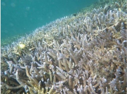 沖縄 宮古島 綺麗なサンゴと熱帯魚 体験ダイビングツアー アクティビティジャパン