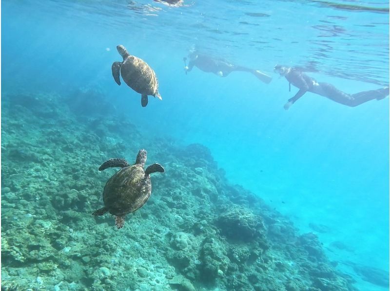 【鹿児島・屋久島】リバーカヤック＆シュノーケリング １日コースの紹介画像