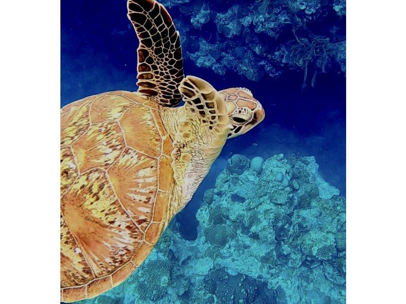 [鹿儿岛&middot;奄美大岛]和海龟一起游泳浮潜＆Mangrove独木舟之旅の紹介画像