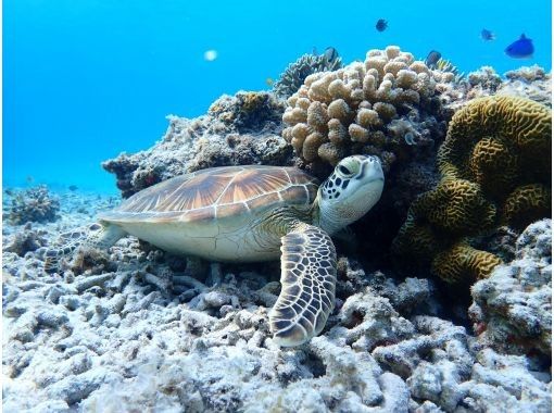 沖縄・慶良間諸島・座間味島】オータムセール開催中！那覇から日帰り