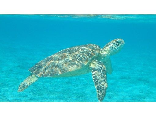 沖縄 慶良間諸島 座間味島 座間味の海を満喫したいあなたに Sup シュノーケルツアー Hisスーパーサマーセール実施中 アクティビティジャパン 沖縄 慶良間諸島 座間味島 座間味の海を満喫したいあなたに Sup シュノーケルツアー Hisスーパーサマーセール実施中 アクティビティジャパン
