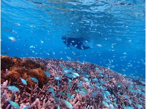 沖縄・慶良間諸島・座間味島】那覇から日帰り&手ぶらOK！座間味