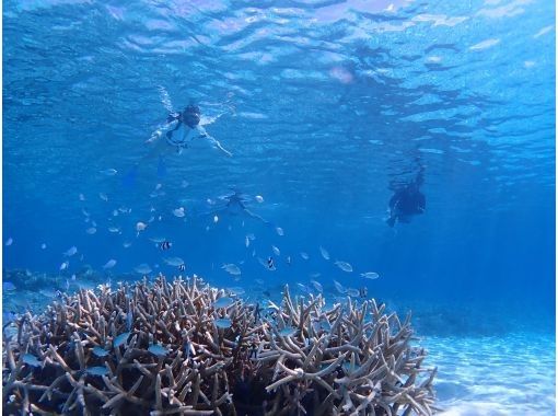 沖縄・慶良間諸島・座間味島】オータムセール開催中！那覇から日帰り