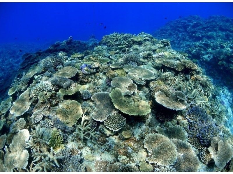 [From Okinawa, Kerama, Chatan] Over 2 to 3 points! Enjoy a full day! Kerama Islands boat snorkeling tour ☆ OK from 6 years old Free swimming ☆の紹介画像