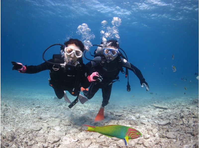 [冲绳-Minnajima-Sesokojima]体验美丽的大海，透明度极佳深潜（船潜-1时间课程）の紹介画像