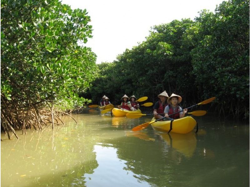 [Okinawa Kunigami-gun] Gesashi River mangrove canoe half-day courseの紹介画像