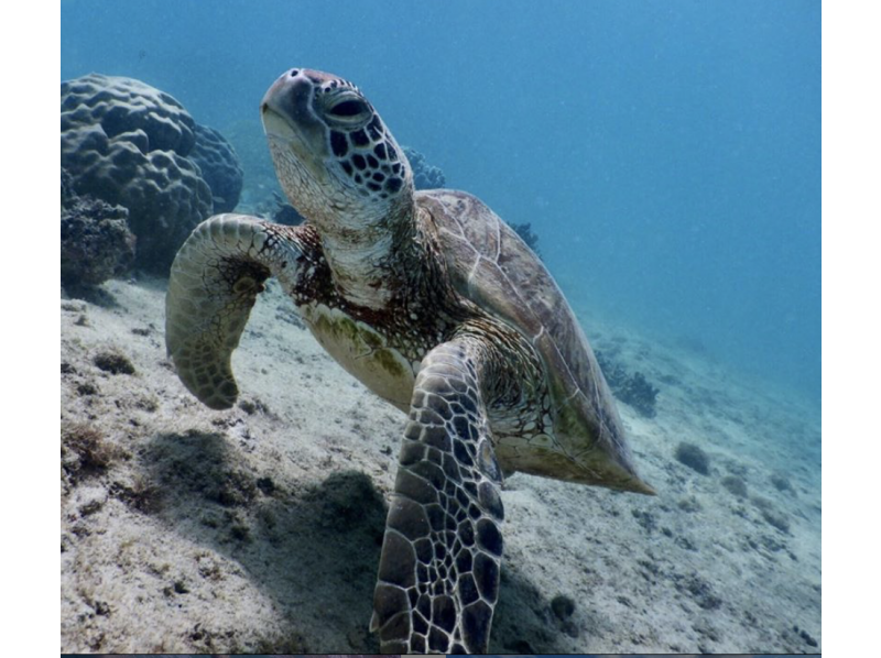 [Miyakojima] ☆ Ukito sea turtle discovery tour ☆ Let's swim with sea turtles at a secret scenic spot!の紹介画像
