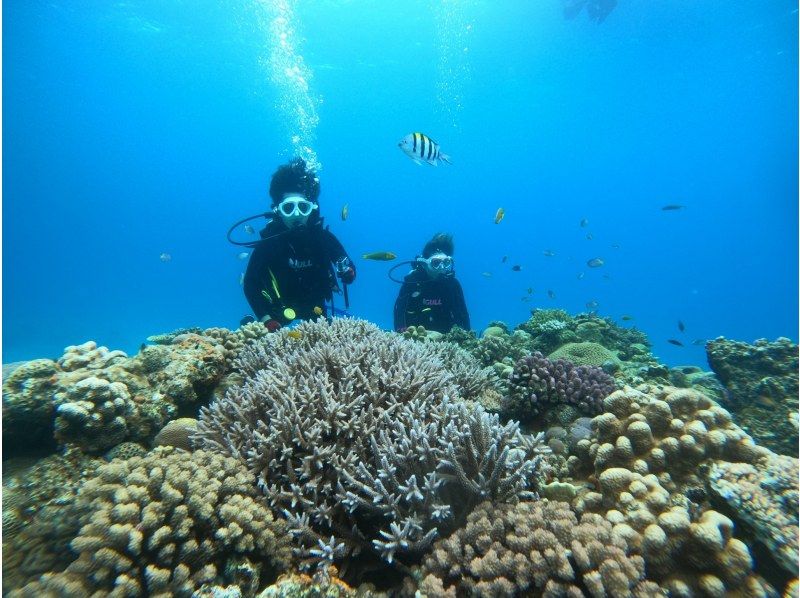 【沖縄・水納島・瀬底島】ボート体験ダイビング（２ダイブ）　写真動画撮影プレゼントの紹介画像