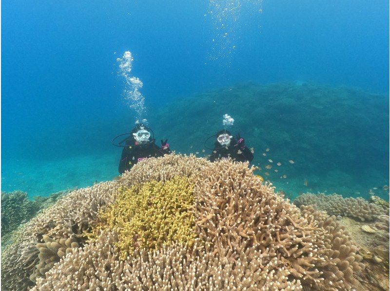 【沖縄・水納島・瀬底島】ボート体験ダイビング（２ダイブ）　写真動画撮影プレゼントの紹介画像