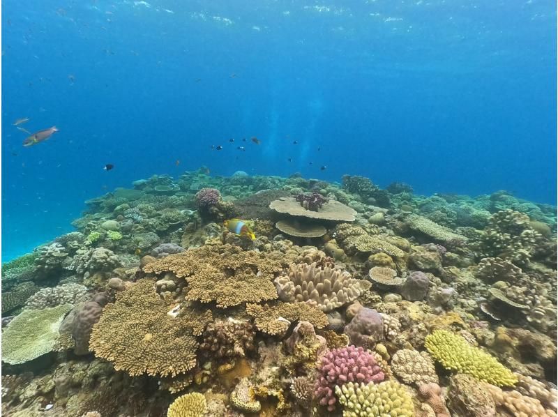 【沖縄・水納島・瀬底島】ボート体験ダイビング（２ダイブ）　写真動画撮影プレゼントの紹介画像