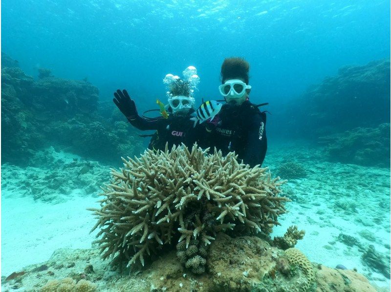 【沖縄・水納島・瀬底島】ボート体験ダイビング（２ダイブ）　写真動画撮影プレゼントの紹介画像