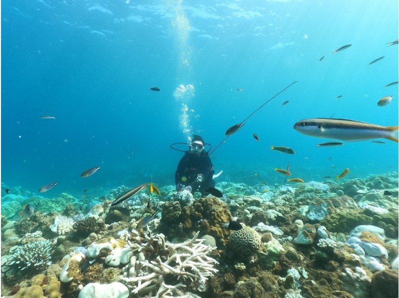 SALE !【恋の島　古宇利（こうり島）・今帰仁（なきじん）】ボートファンダイビング（２ダイブ）　写真動画撮影プレゼントの紹介画像