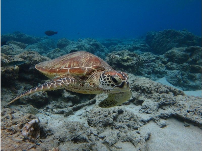 [冲绳/喀拉马]赤壁群岛便宜的无人岛半天经验深潜の紹介画像