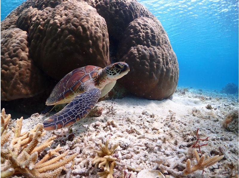 【沖縄・宮古島】1組貸切のプライベート〈ウミガメ シュノーケリングツアー〉  ツアー写真・動画データプレゼントの紹介画像