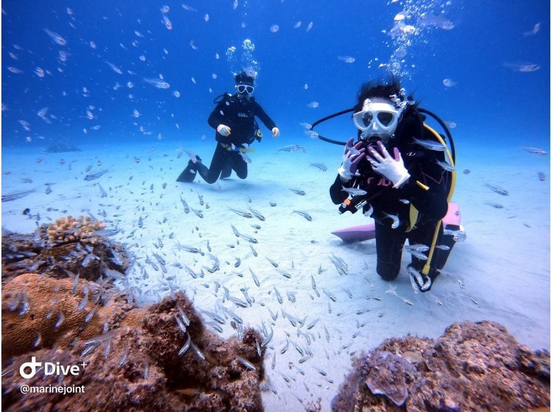 【宜野湾発・ケラマ諸島】貸切体験ダイビング★2ダイブ★写真&動画無制限その場でプレゼントの紹介画像