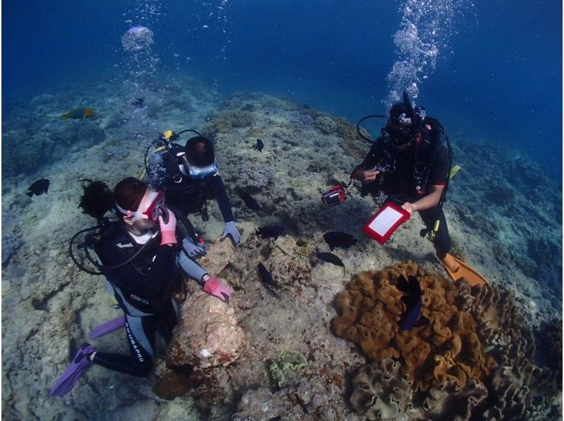 【宜野湾発・ケラマ諸島】貸切体験ダイビング★2ダイブ★写真&動画無制限その場でプレゼントの紹介画像