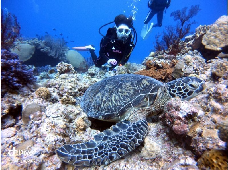 【宜野湾発・慶良間諸島】ウミガメ探しの体験ダイビング⭐️2ダイブ⭐️写真、動画プレゼント⭐️一日コースの紹介画像
