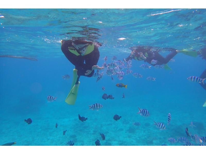☆Certified dive shop that is environmentally friendly according to international standards☆ [Tropical fish paradise] Coral reef snorkeling by boat ♪ [Same-day reservations accepted! ]の紹介画像