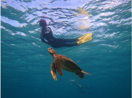 Hisスーパーサマーセール実施中 貸切ツアー 可愛いウミガメに会いに行く ワクワクシュノーケルツアー アクティビティジャパン Hisスーパーサマーセール実施中 貸切ツアー 可愛いウミガメに会いに行く ワクワクシュノーケルツアー アクティビティジャパン