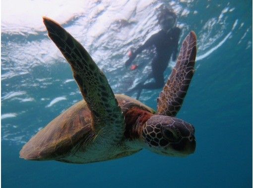 Hisスーパーサマーセール実施中 貸切ツアー 可愛いウミガメに会いに行く ワクワクシュノーケルツアー アクティビティジャパン