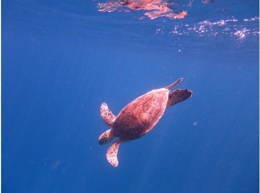 完全貸切 一組限定貸切ツアー 可愛いウミガメに会いに行く ワクワクシュノーケルツアー アクティビティジャパン