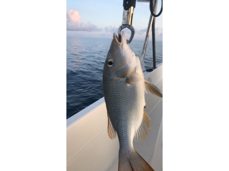 釣り マグロ ハタ系 Gt カンパチ タマン 沖縄高級魚 ファミリーフィッシング アクティビティジャパン