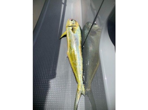 釣り マグロ ハタ系 Gt カンパチ タマン 沖縄高級魚 ファミリーフィッシング アクティビティジャパン