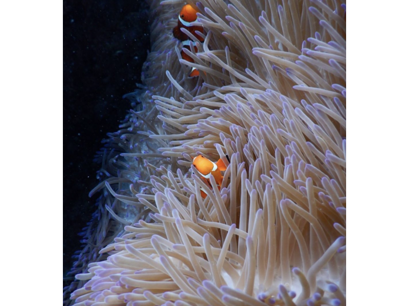 [沖縄·Irabujima]珊瑚礁和魚類之旅☆遇見美麗的熱帶魚♪の紹介画像