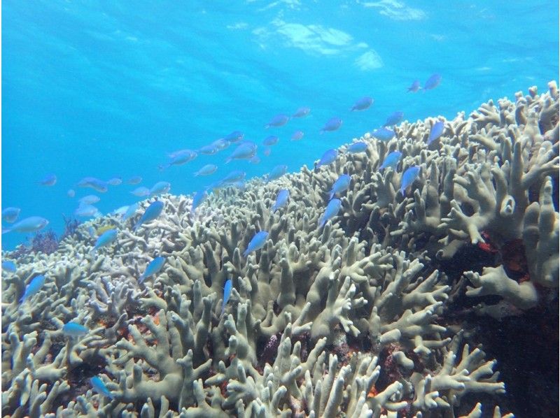 [冲绳·Irabujima]珊瑚礁和鱼类之旅☆遇见美丽的热带鱼♪の紹介画像
