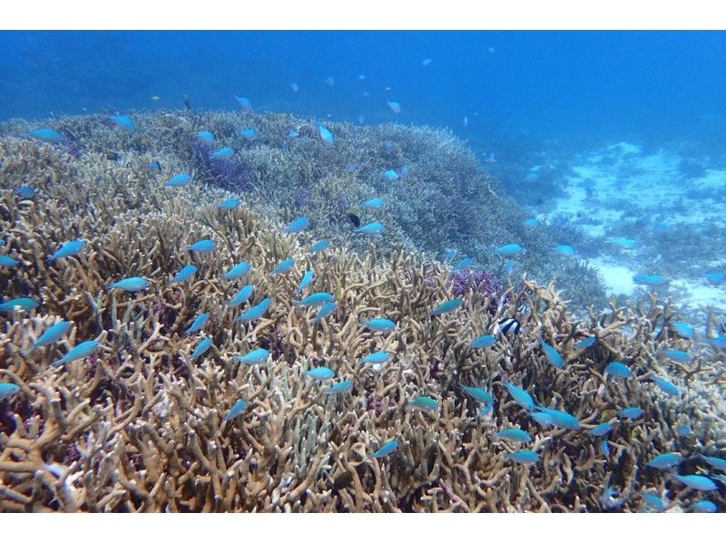 [冲绳·Irabujima]珊瑚礁和鱼类之旅☆遇见美丽的热带鱼♪の紹介画像