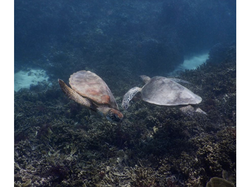 [Miyakojima] ☆ Sea turtle & fish exploration double tour ☆ You can enjoy two at a time. Great enjoyment plan!の紹介画像