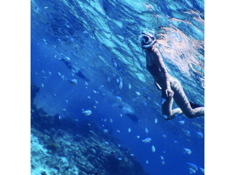 【宮古島】☆ウミガメ&お魚探検ダブルツアー☆ズバリ1度に2つを楽しめる。大満喫プラン！の紹介画像