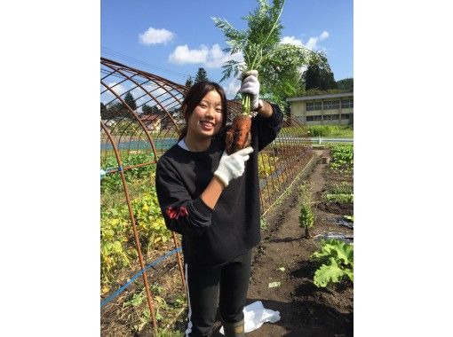 [Akita/Odate] Stay at a farmer's guest house and experience a relaxing rural life! Authentic kiritanpo making experience with mini farming ♫ [Exploration C type]の紹介画像