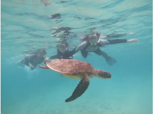 Hisスーパーサマーセール実施中 貸切ツアー ウミガメ探そう 大人も子供も楽しめる ３才から参加できるシュノーケルツアー アクティビティジャパン