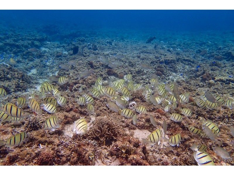 【沖縄・石垣島】サンゴ礁シュノーケリングコース！（約2時間）の紹介画像