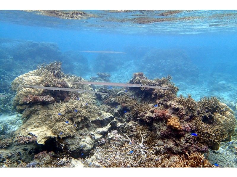 【沖縄・石垣島】サンゴ礁シュノーケリングコース！（約2時間）の紹介画像