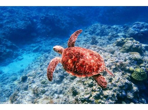 鹿児島 沖永良部島 遭遇率99 秘密のポイントでウミガメと一緒に泳ぐ シュノーケリングツアー アクティビティジャパン