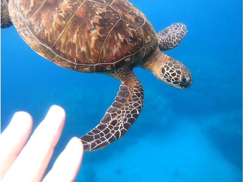 [คาโกชิมา・ Okinoerabujima]“ อัตราการเผชิญหน้า 99%! ว่ายน้ำกับเต่าทะเล ณ จุดลับ”การดำน้ำตื้น(Snorkeling)การท่องเที่ยวの紹介画像
