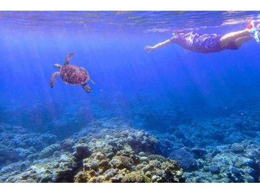 鹿児島 沖永良部島 遭遇率99 秘密のポイントでウミガメと一緒に泳ぐ シュノーケリングツアー アクティビティジャパン