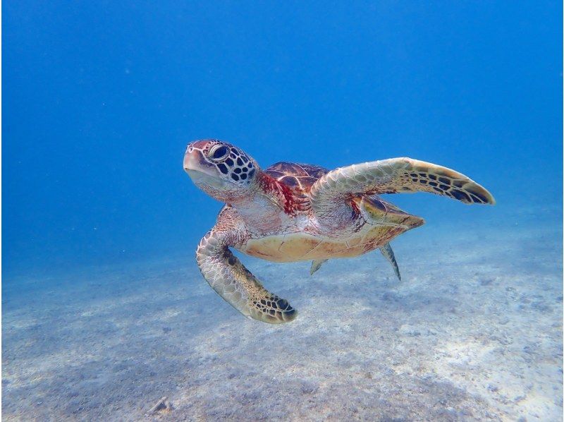 宮古島　宮古ブルーの海で悠々と泳ぐウミガメ