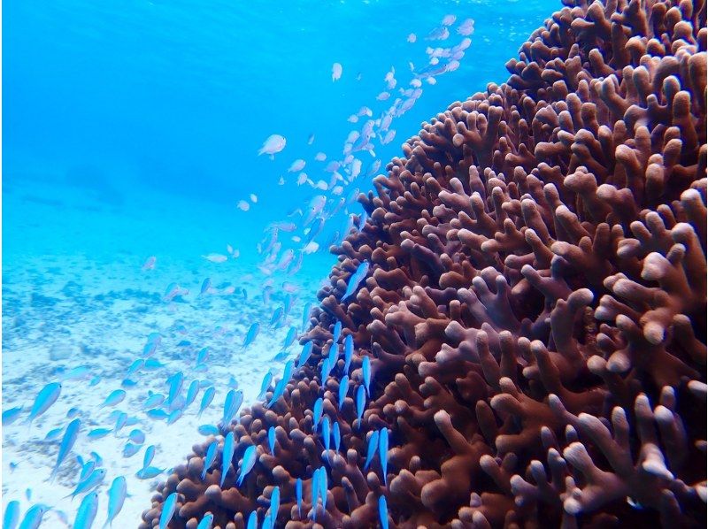 [宮古島/1天]照片資料和免費島上交通！海龜浮潛＆SUP/獨木舟★宮古島基本1日計劃の紹介画像