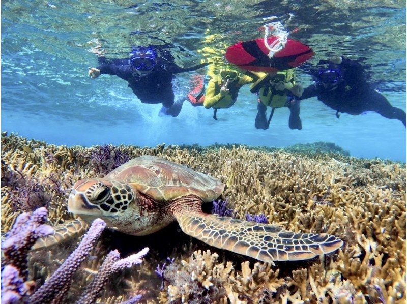 沖縄「宮古島 ADVENTURE PiPi(ピピ)」 宮古島でウミガメとシュノーケリングを楽しむ様子