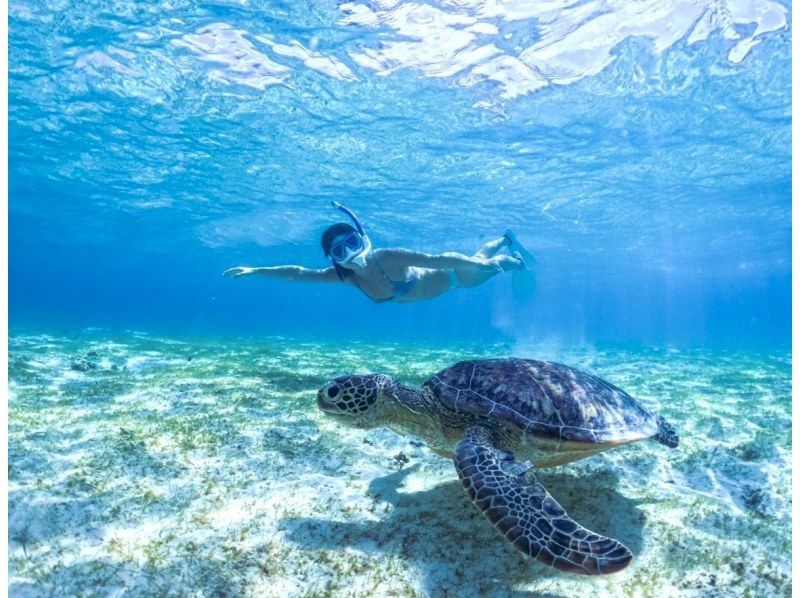 [Miyakojima/half day] Pick-up and drop-off available! Sea turtle snorkeling ★ High chance of encountering ★ Overwhelmingly high quality service ★ Free photo dataの紹介画像
